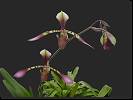 Paphiopedilum lowii * Omar Eduardo Rocha
 * 1280 x 960 * (97KB)